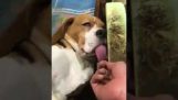 Puxando a língua de um sono cão