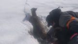 Ayudar a un ciervo atrapado en el hielo