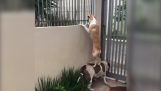 Chien aide son ami à regarder par-dessus la clôture