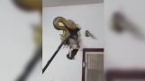 En python gjemte seg i veggen av huset