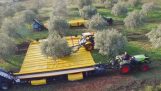 Sklizeň olivy s nejnovějšími technologiemi