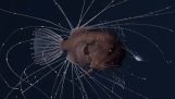 The two mating anglerfish first recorded on video