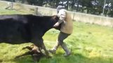 एक गाय चिढ़ जब बछड़ा छू