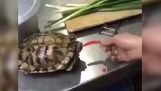 Una tartaruga cercando peperoncino