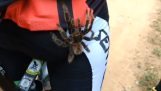 Tarantula climbs to the foot of a cyclist