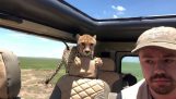 Un ghepardo salta in una macchina (Serengeti)