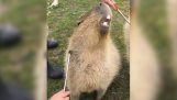 When you scratch the belly of a capybara