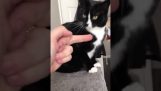 Nedělají gesta na kočku