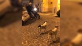 Når to hunder ser scooter