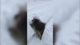 Hjelp pinnsvinet fast i snøen