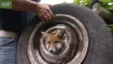 Hjälp en räv som fastnade i ett bilhjul