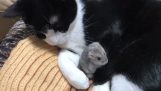 Bir Hamster bir kedinin kollarında uyur