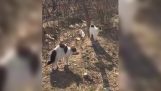 बिल्लियों कुत्ते पर हमला (चीन)