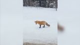 Fox łapie myszy w śniegu