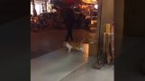 A cat training at moonwalking