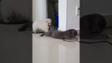 Hunden bider halen af ​​katten
