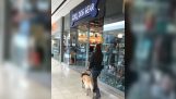 ブラインド犬は犬のための店の所有者をリード