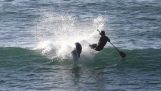 Dolphin contre les surfeurs