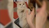 Wildcat atacando mão humana