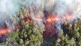 Kilauea sopky láva vytváří trhliny v lese (Havaj)
