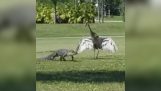 Bird skyddar sitt bo med en alligator