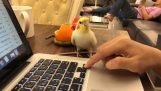 The parrot steals a key from the keyboard