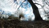 다람쥐는 인상적인 장면을 GoPro의 카메라를 훔쳐옵니다