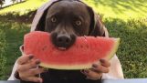 The dog eats his watermelon
