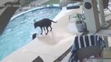 狗拯救他的朋友在游泳池