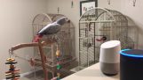 Parrot hovoriť digitálny asistent Alexa