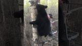 Bear meets a hunter on a tree