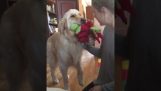 Dog întâlnește pentru prima dată când un copil