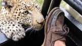 Закрити зустріч з молодим леопардом