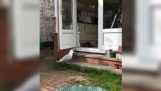 Seagull נכנס מזון חתולים בבית ואכילה