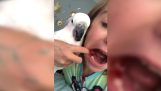 Der Papagei-Zahnarzt