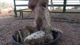 Καμήλα τρώει ένα κάκτο με μεγάλες βελόνες