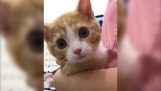 Хоробре котеня робить вакцину до ветеринара