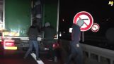 Immigrants trying to enter a truck carrying a polar bear