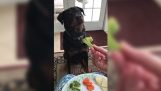 De hond wil geen groenten