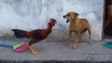 rânduri Savage între câine și Rooster