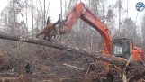 Orangutan támadások bulldózer