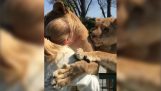 Una donna incontra leoni adottati, dopo sette anni