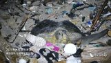 Θαλάσσια χελώνα προσπαθεί να γεννήσει σε μια παραλία γεμάτη από σκουπίδια