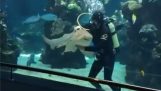 Zebra Hai genießt die Liebkosungen eines Tauchers