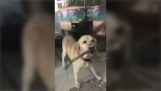 Собака помогает своему владельцу, который был заблокирован из дома