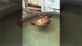 Eine Henne schläft in Wasser liegen