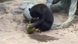 Bear schil en het drinken van het sap van een kokosnoot