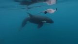 balina orca karşı Paten