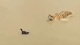 Pato inteligente vs tigre