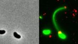 Il primo video di un batterio assorbe DNA ad evolversi